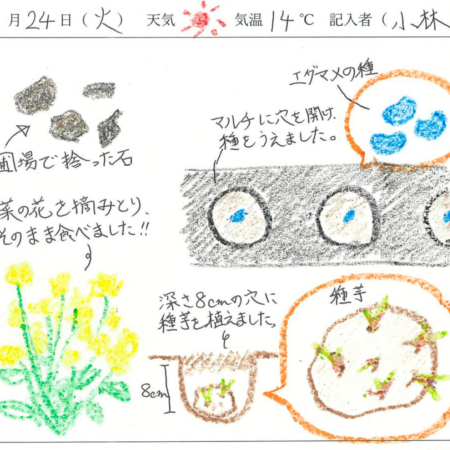 2026年3月24日　農園日記