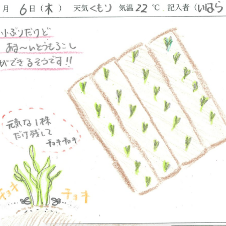2026年5月6日　農園日記